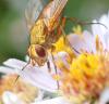 Leskia aurea